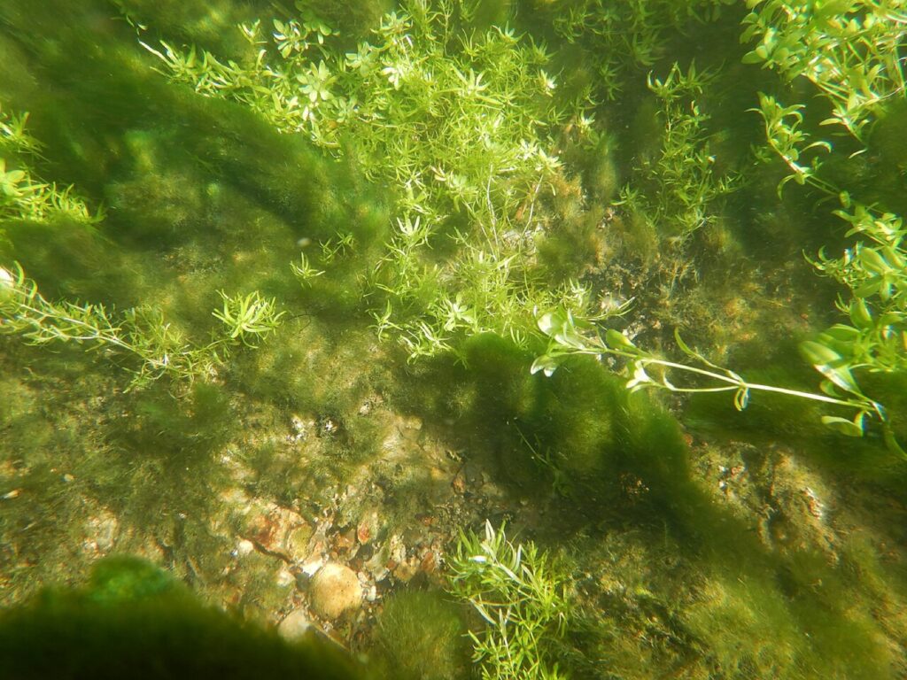 Filamentous green algae tufts underwater
