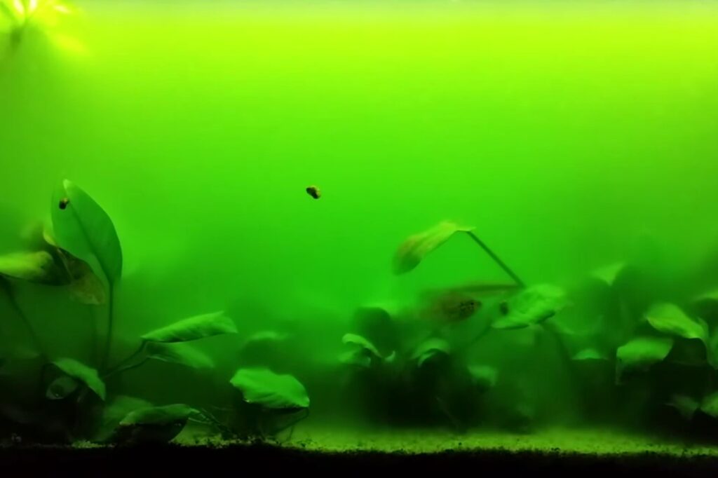 Green water (pea-soup) bloom in a freshwater aquarium