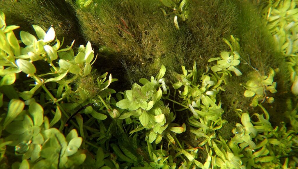 Hair / filamentous green algae tangled in aquarium plants