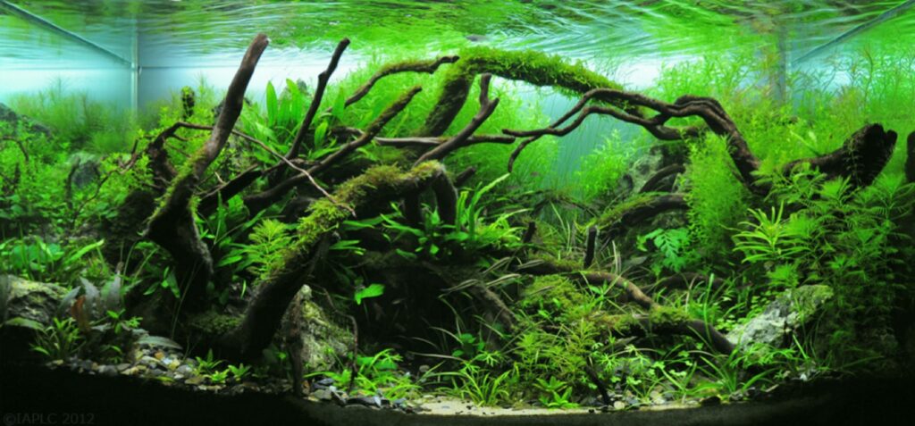 Healthy nature-style planted aquascape