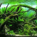 Healthy nature-style planted aquascape