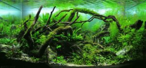 Healthy nature-style planted aquascape