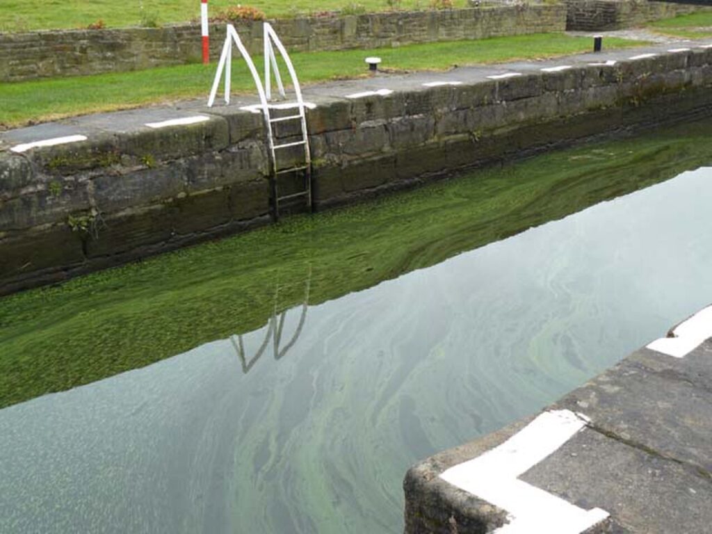 Surface green bloom / scum on still water