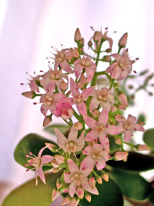 Jade plant (Crassula)