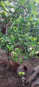 Lemon / citrus