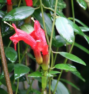 Lipstick plant (Aeschynanthus)