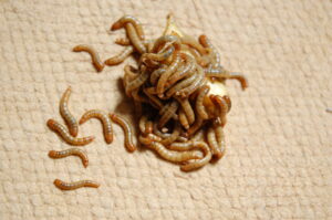 Live / natural protein (insects)