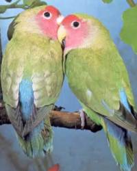 Lovebird (peach-faced)