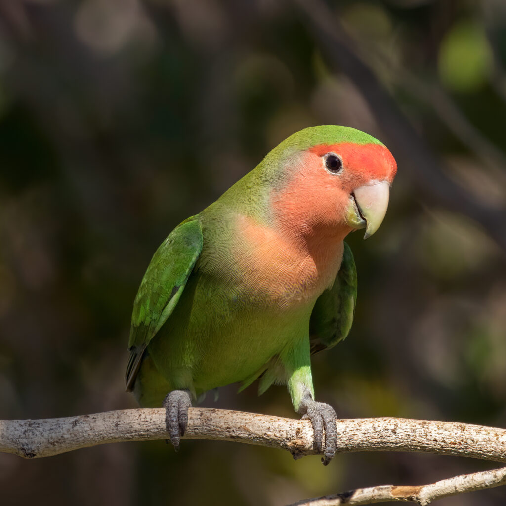 Rosy-faced lovebird (Agapornis roseicollis)