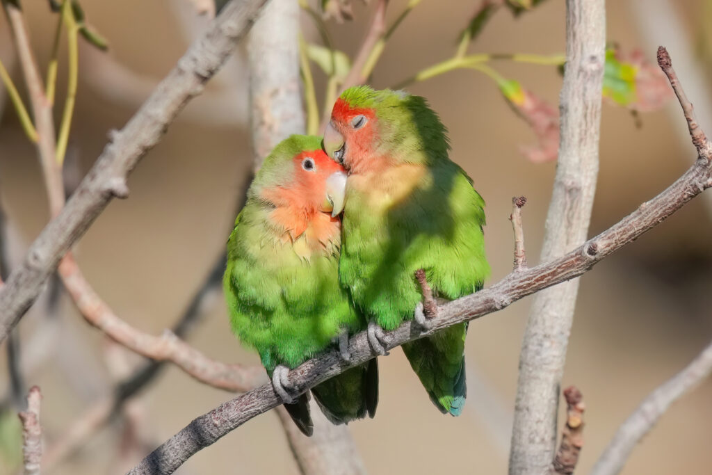 Rosy-faced lovebird pair