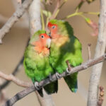 Rosy-faced lovebird pair