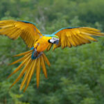 Blue-and-yellow macaw