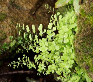 Maidenhair fern