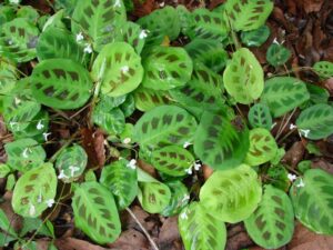 Maranta / prayer plant