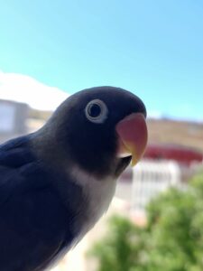 Masked lovebird