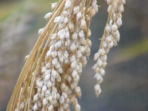 Millet & small grains