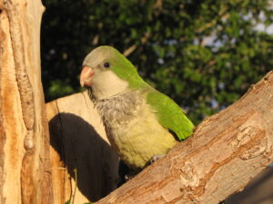 Monk parakeet