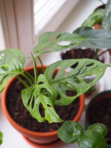 Monstera adansonii
