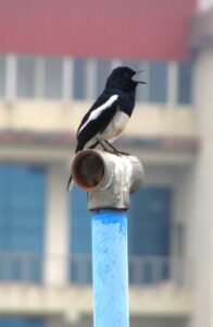 Oriental magpie-robin