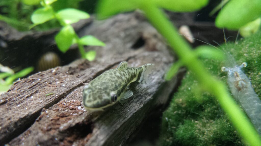 Otocinclus catfish on driftwood in a planted aquarium