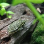 Otocinclus catfish on driftwood in a planted aquarium