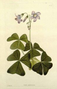 Oxalis triangularis