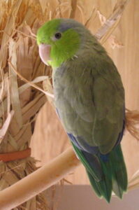 Pacific parrotlet