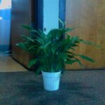 Peace lily (Spathiphyllum wallisii)