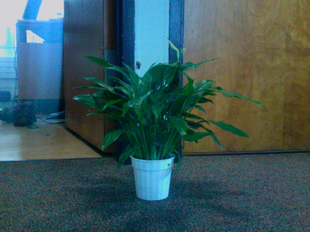 Peace lily (Spathiphyllum wallisii)