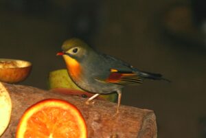 Pekin robin / Leiothrix
