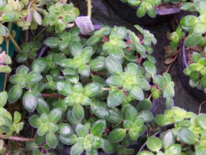 Peperomia obtusifolia
