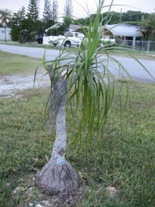 Ponytail palm