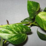 Golden pothos (Epipremnum aureum)