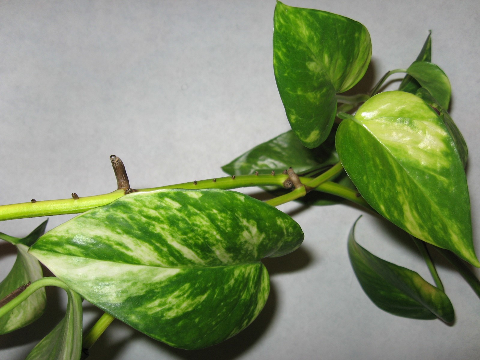 Golden pothos (Epipremnum aureum)
