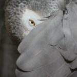 African grey parrot preening under wing