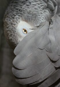 African grey parrot preening under wing