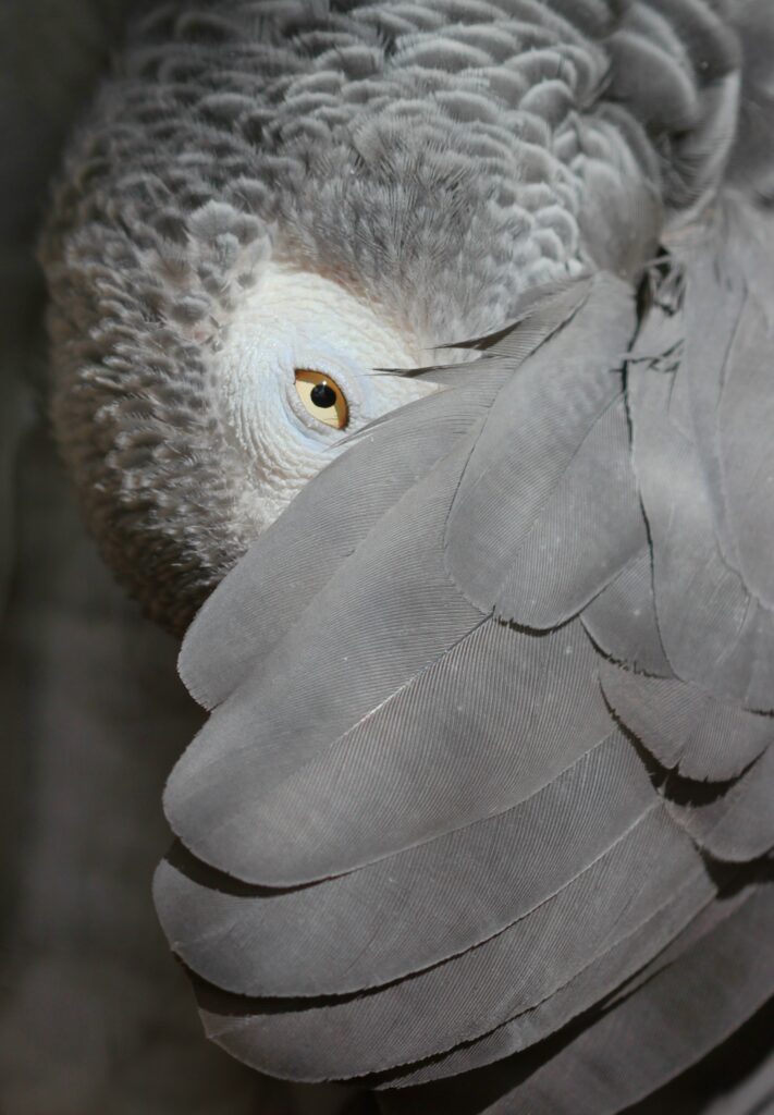African grey parrot preening under wing