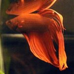 Betta splendens (Siamese fighting fish)