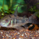 Corydoras paleatus / bronze cory