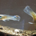 Guppy (Poecilia reticulata)