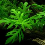 Water wisteria (Hygrophila difformis)