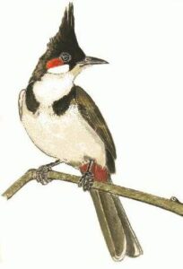 Red-whiskered bulbul