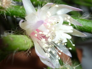 Rhipsalis mistletoe cactus