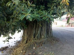 Rubber plant
