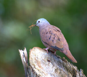 Ruddy ground dove