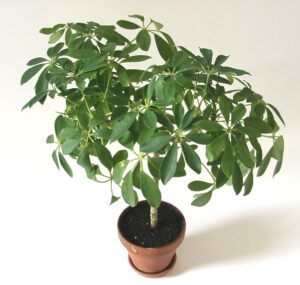 Schefflera / umbrella plant