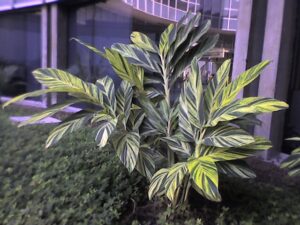 Shell ginger (Alpinia)