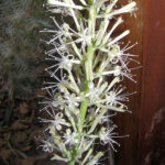 Snake plant (Dracaena trifasciata)