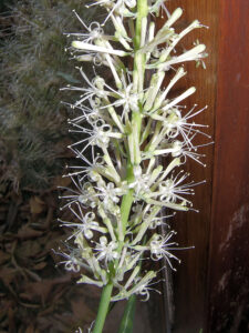 Snake plant (Dracaena trifasciata)