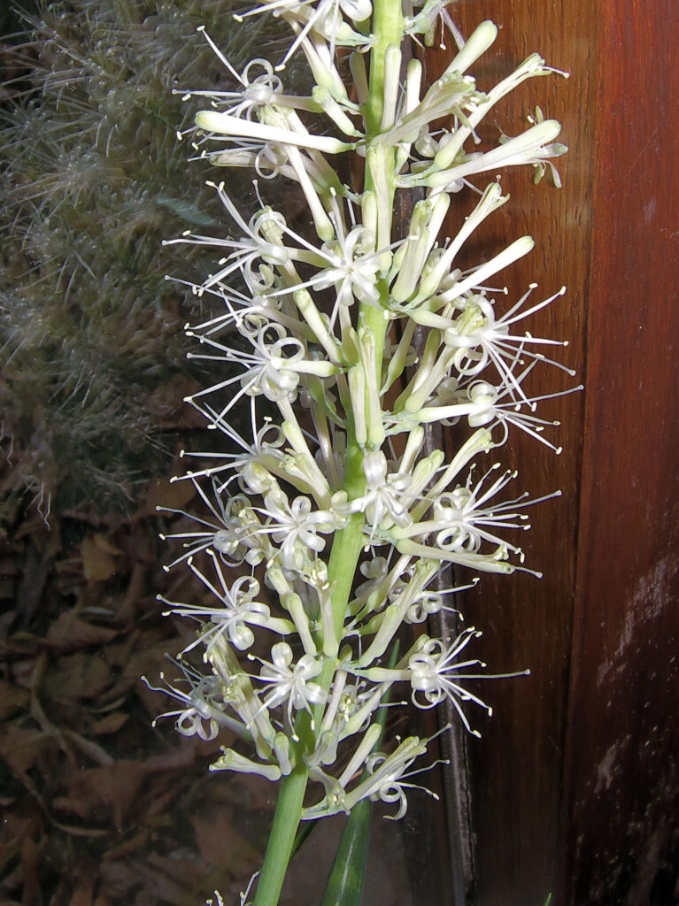 Snake plant (Dracaena trifasciata)